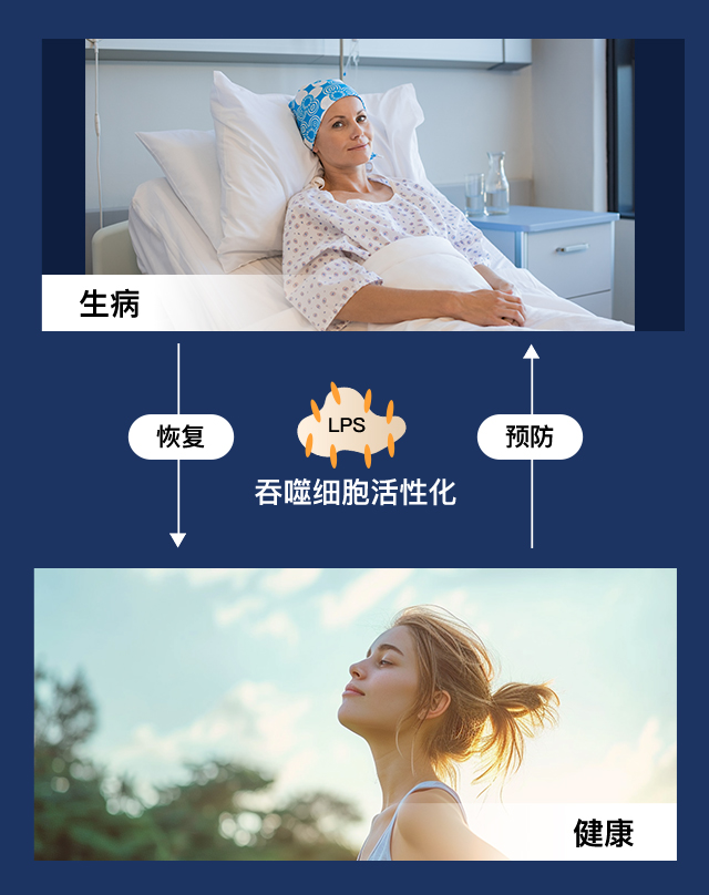 吞噬细胞活性化流程图