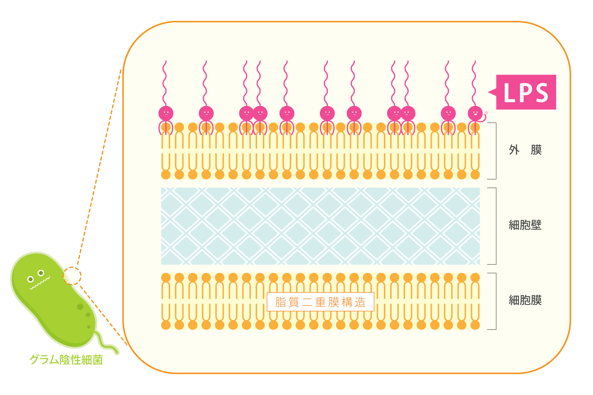 LPS能预防花粉症吗？其作用机制是什么？应该如何服用LPS？